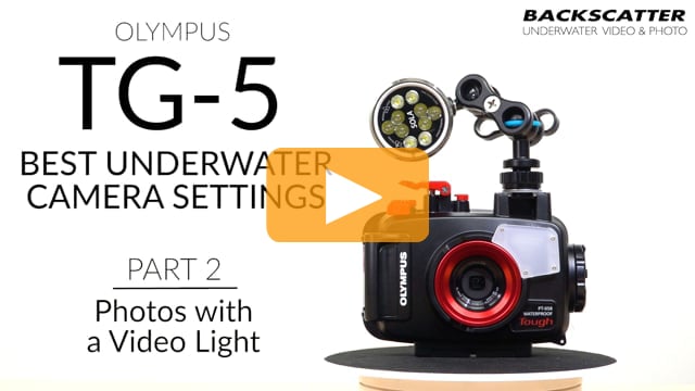Part 2: Photos with a Video Light - Olympus TG-5 Best Camera Settings for Underwater Photography