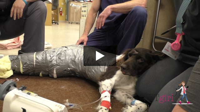 Abdominal online bandage dog