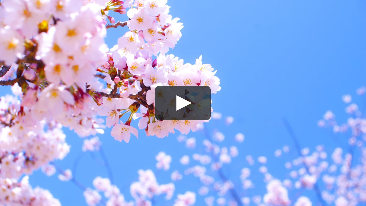 最愛 押花 チャイム ベル 花の詩 はなのうた 和楽器 - udm.aed-cm.org