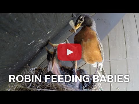 Video of a robin feeding babies.