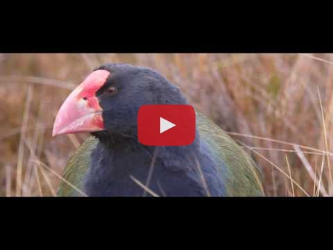 Takahe: Return to the wild short film,. Produced by Elwin Productions