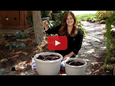 Garden Answer - Waterwise drip in containers