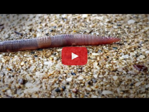 Video about worms