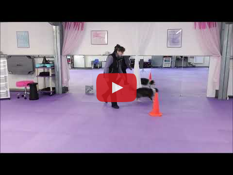 Video of trainer Julie using shaping to teach dog Phee to go around a cone