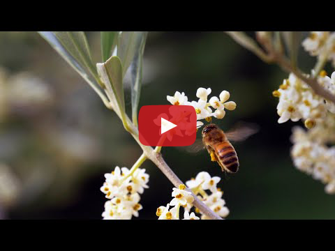 A video still shows a bee hovering near a cluster of white flowers. A red "play" button overlays the image