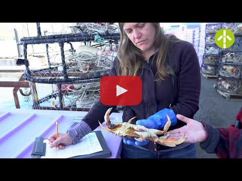 Crab biosampling on the Hecate Strait