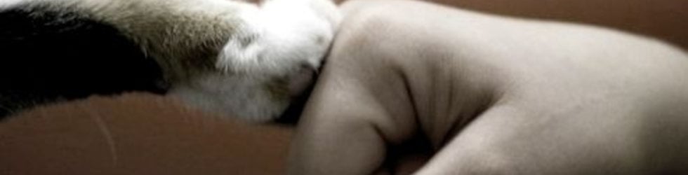Petture.com