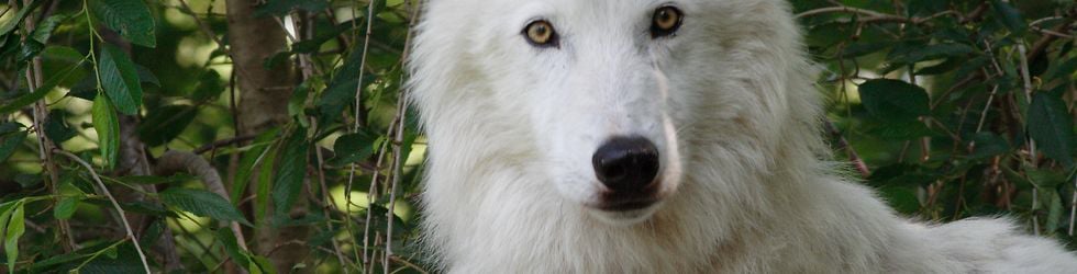 Wolfwatcher
