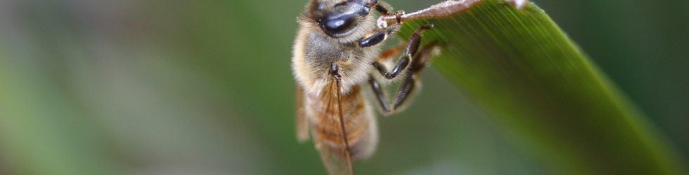 Macro HD Video