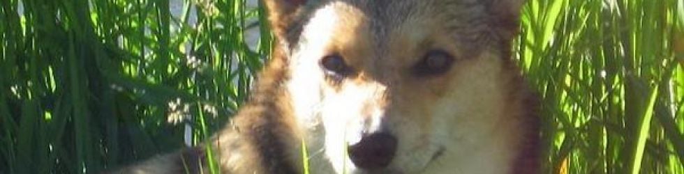 Corgi's Group