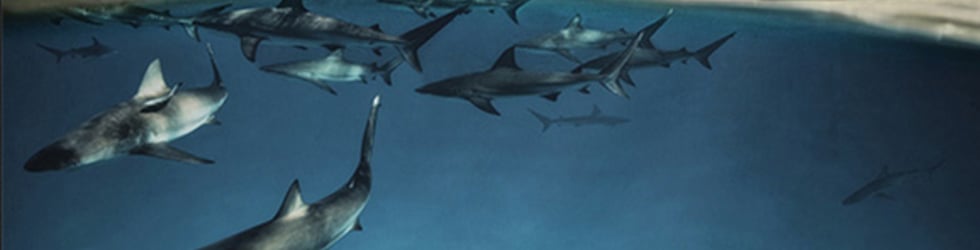 Sharks