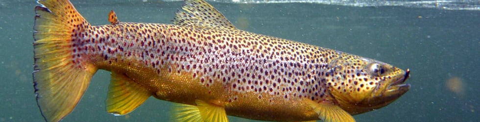 FISKING