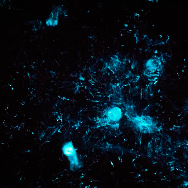 Где взять синий эффект для фото Где взять синий эффект для фото