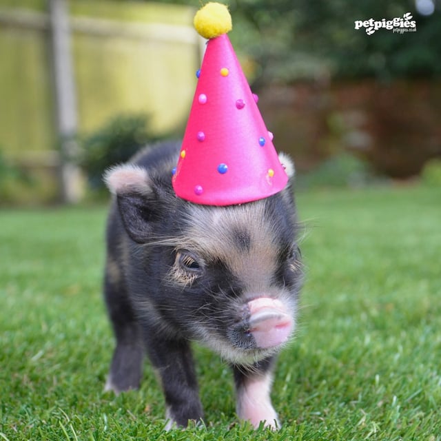 Petpiggies micro pigs