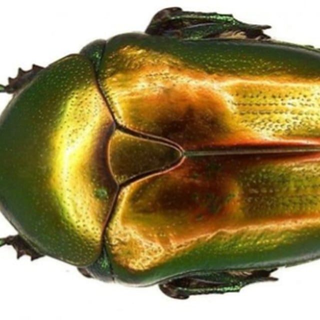 Roberto lugones Director