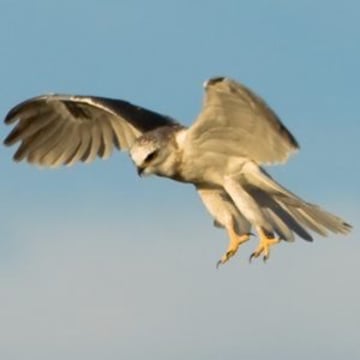 Vimeo profile picture for @metaphors