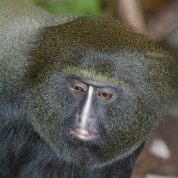 Vimeo profile picture for @primates