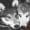 Lone Wolf