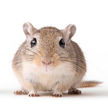 Vimeo profile picture for @gerbil