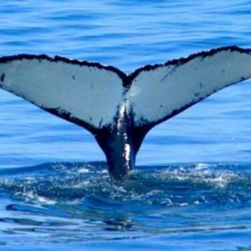 Vimeo profile picture for @humpback