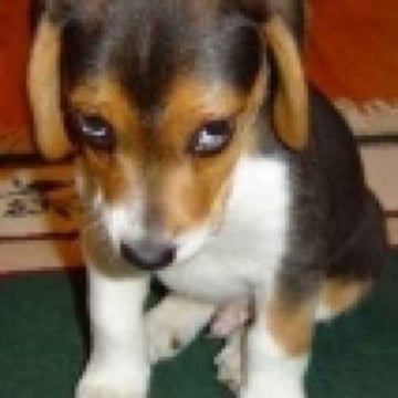 Vimeo profile picture for @puppy