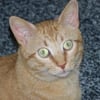 Rocky Mountain Feline Rescue