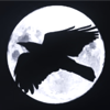 Midnight Crow Productions