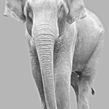Vimeo profile picture for @elephant