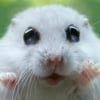 MegaHamster