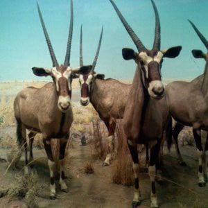 Profile picture for Jake Oliver