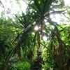 Baobab Indigo
