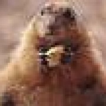 Vimeo profile picture for @woodchuck