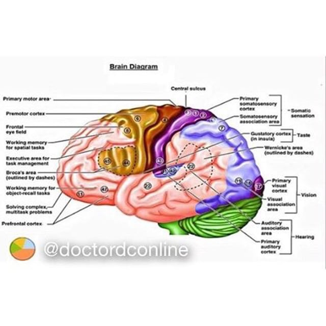 Look at the brain diagrams and check. Диаграмма мозга. Brain and its Parts.