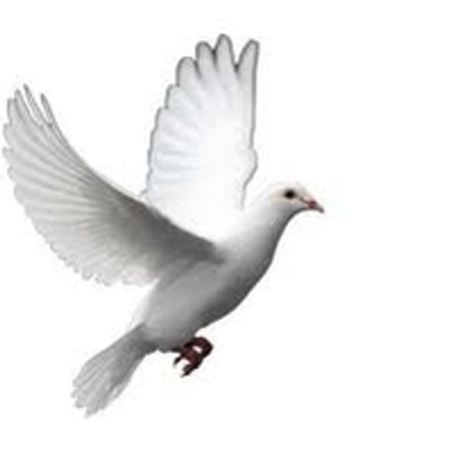 White Dove