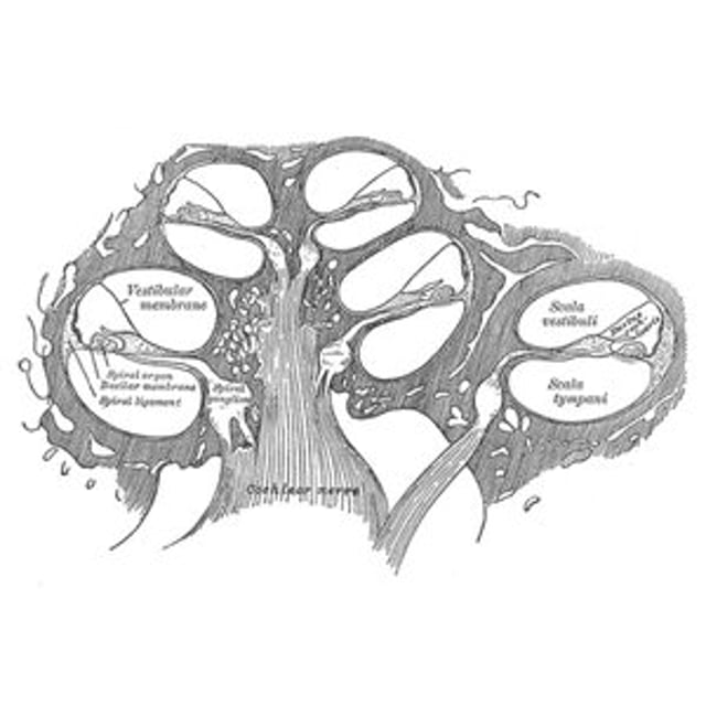 Through Oval Windows