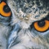 wildowl