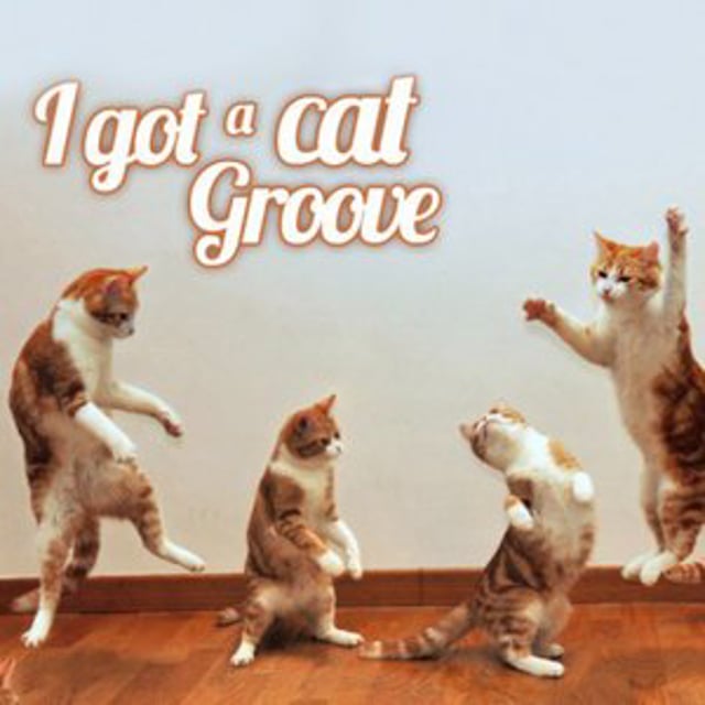 Once a cat. Groove Cats группа. Catgroove танец. Groove Cats Америка. Groove Cats once in a Lifetime Groove.