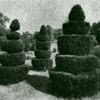 Topiary
