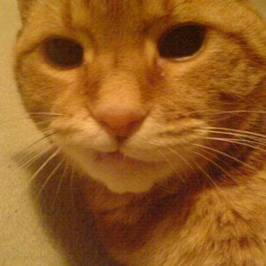 Profile picture for Vida Vega