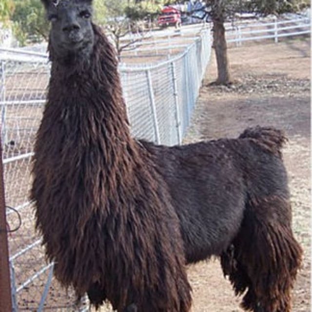 Black Llama