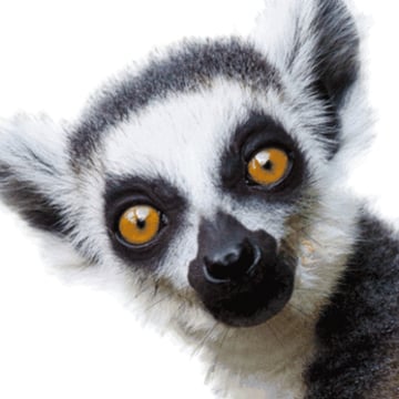 Vimeo profile picture for @lemur