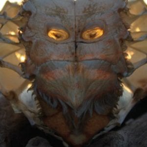 Profile picture for The Earthanima Project