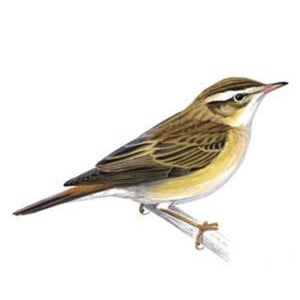 Profile picture for SEDGE WARBLER