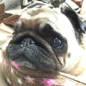 Vimeo profile picture for @pug