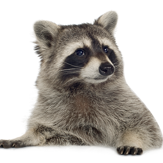 Reformed Raccoon