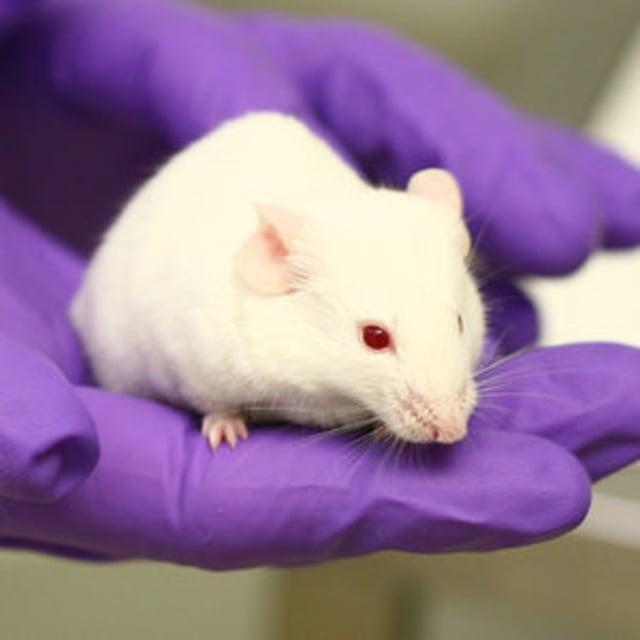 Understanding Animal Research