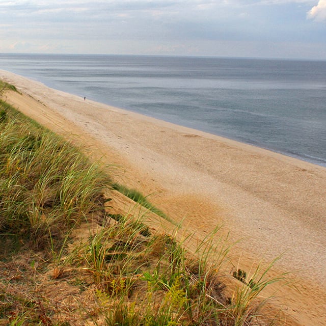 Хоста cape cod фото и описание