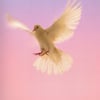 One Thousand Birds