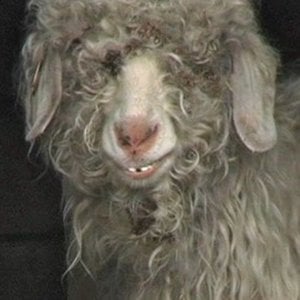 Profile picture for KEVLARgrip