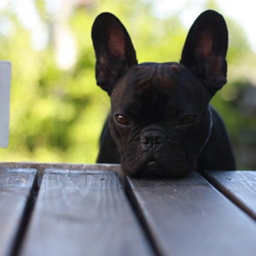Vimeo profile picture for @thedog